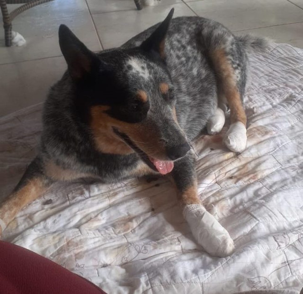 Animal foi encontrado em estrada — Foto: Arquivo pessoal