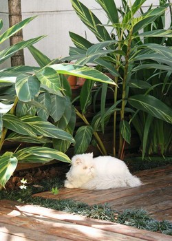 Gato persa em quintal com folhas (Foto: Evelyn Müller/Editora Globo)