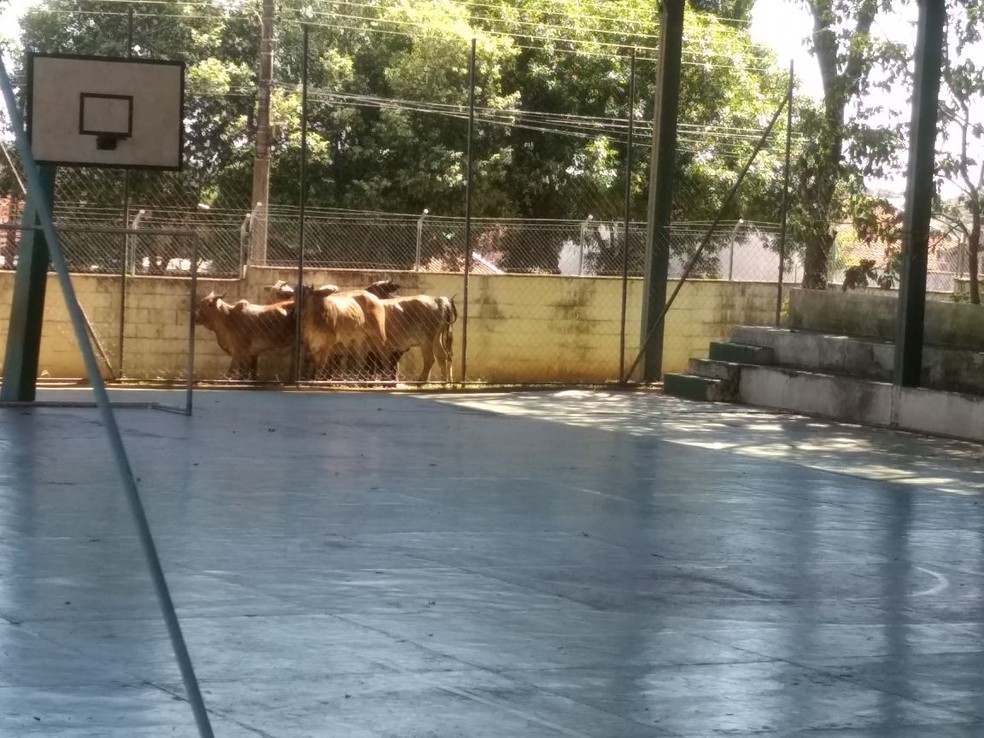 Bois entraram na escola após o acidente (Foto: Arquivo Pessoal)