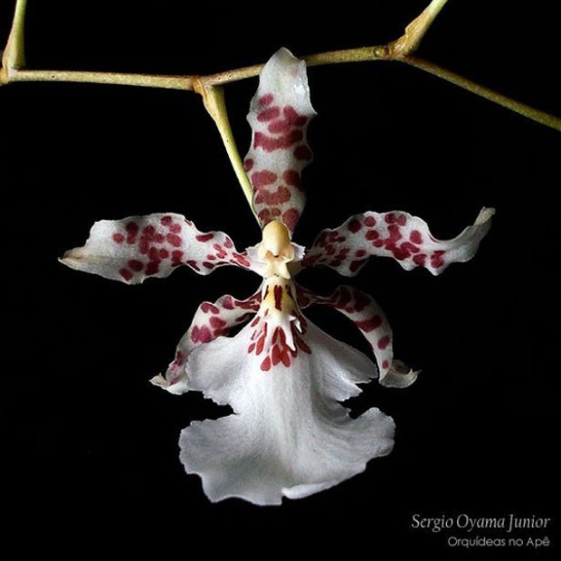 orquideasnoape-instagram (Foto: Reprodução/ Instagram)