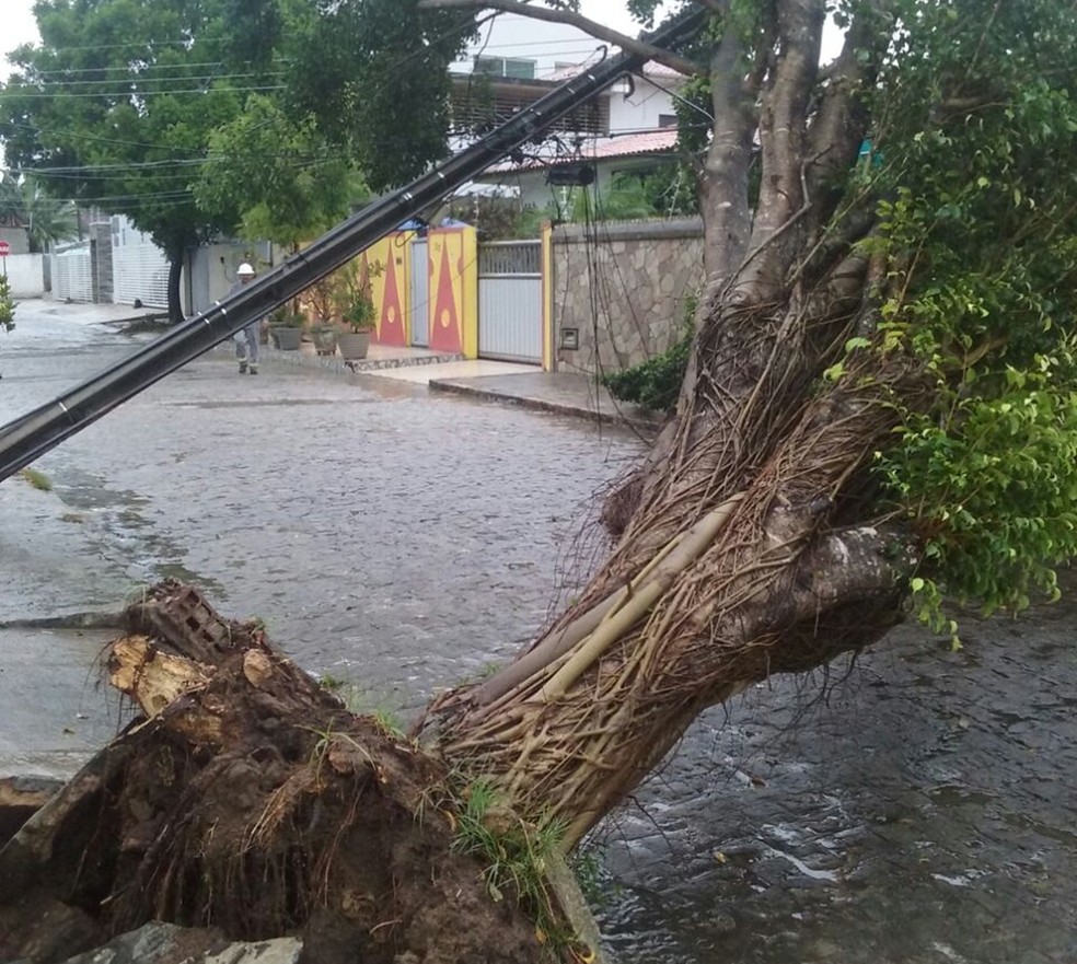 Árvore caiu por conta da força das chuvas nesta quarta-feira (14), em João Pessoa (Foto: Energisa/Divulgação)