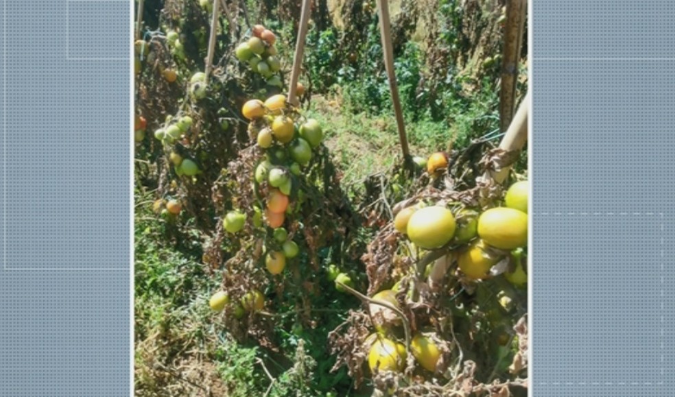 Lavouras de tomate são perdidas com a geada no Sul de Minas — Foto: Reprodução EPTV