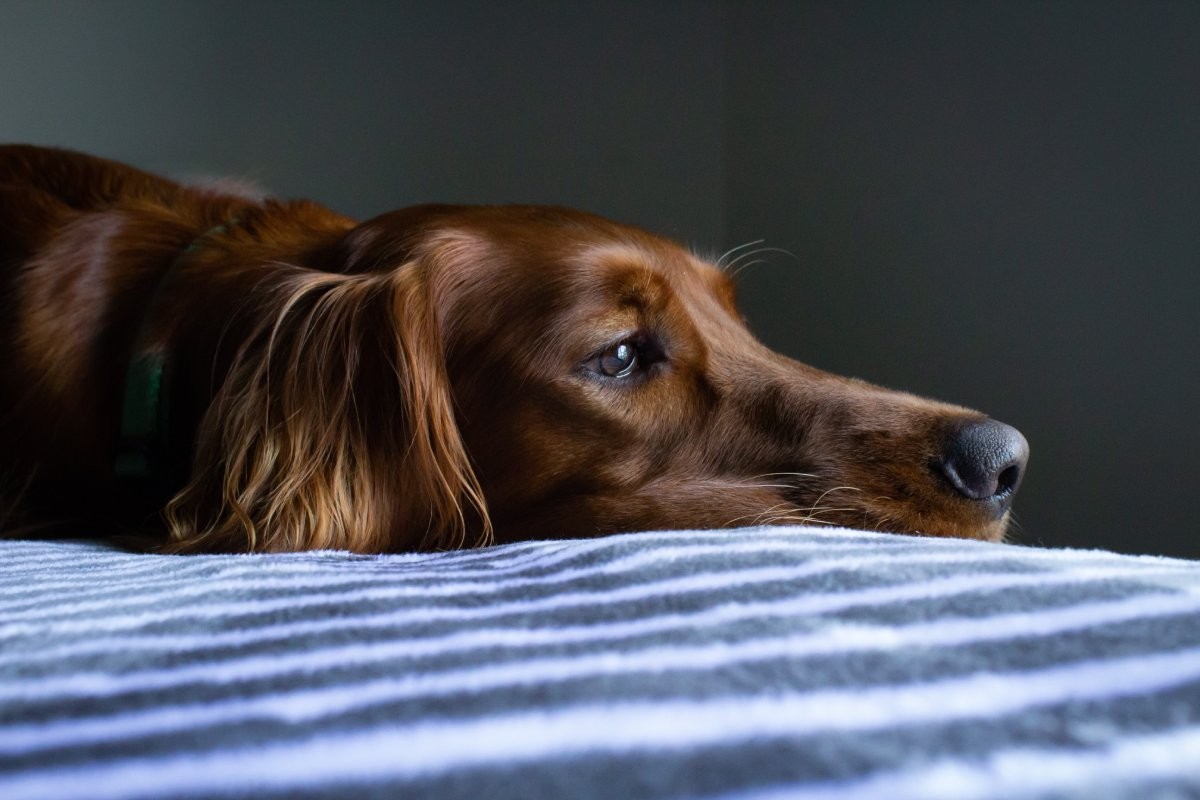 O tempo de duração da mágoa depende da personalidade de cada cão, mas geralmente não é muito longo (Foto: Unsplash/ Ryan Stone/ CreativeCommons)