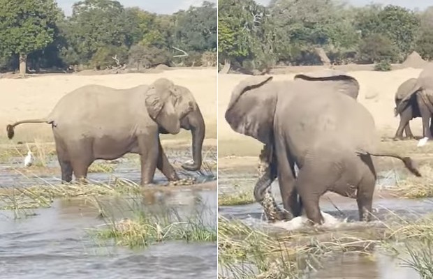 Vídeo mostra mãe elefante pisoteando crocodilo até a morte após ameaça a filhotes (Foto: Reprodução / YouTube)