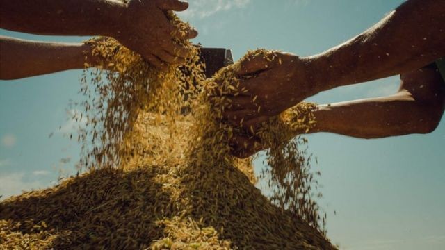 Movimento lidera a produção de arroz orgânico na América Latina, aponta instituto (Foto: ALEXANDRE GARCIA (via BBC))