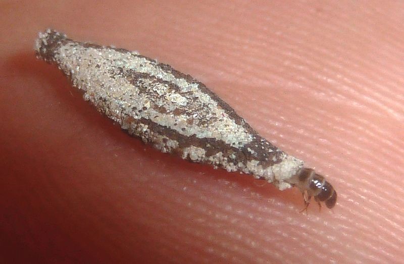 Na fase larval, a traça pode gerar prejuízo material a roupas, alimentos e livros (Foto: JMK/Wikimedia Commons)