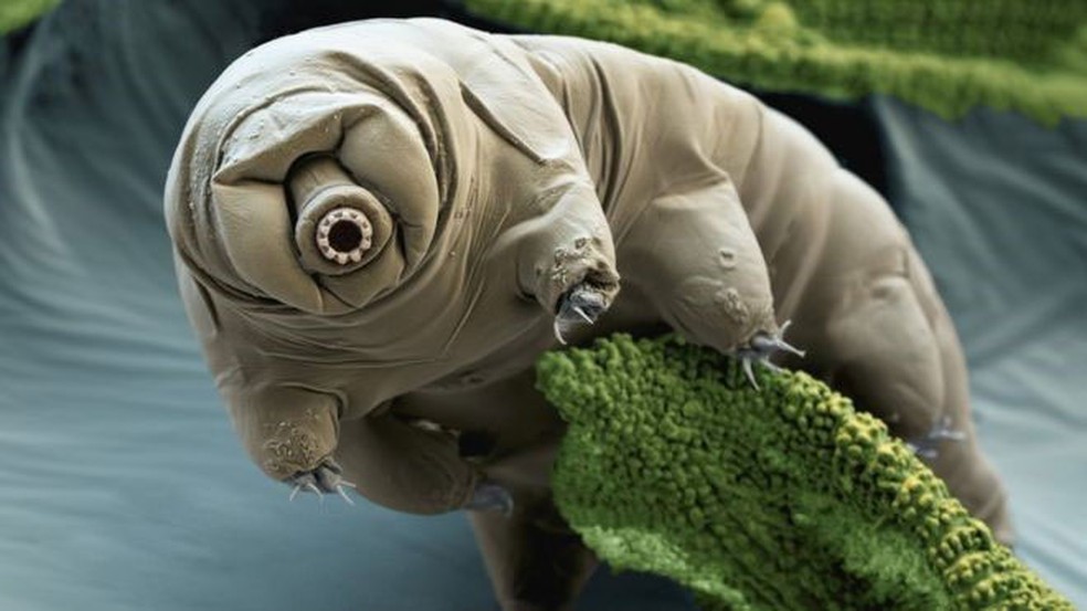 Os tardígrados podem sobreviver a temperaturas extremas, sendo quase indestrutíveis — Foto: Science Photo Library/BBC