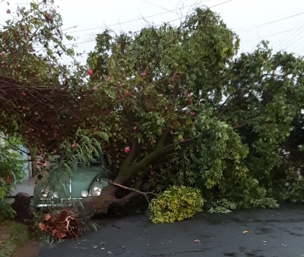 Chuva forte com vento também provocou a queda de árvores Lins — Foto: Arquivo pessoal