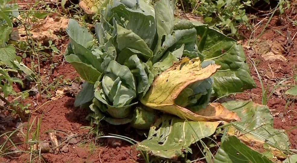 Produção de Hortaliças em Campo Grande também ficou comprometida no mês de outubro por excesso de chuvas — Foto: Eduardo Almeida/TV Morena