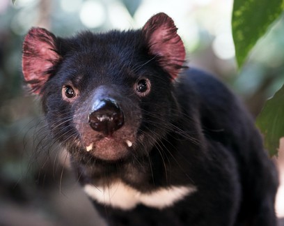 Apesar de necrófagos, diabos-da-tasmânia são "frescos" para comer