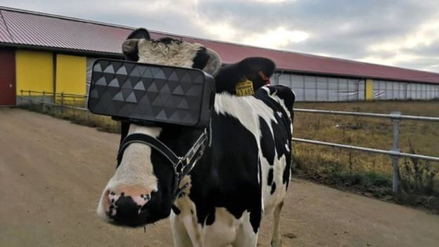 BBC: Os óculos foram adaptados especialmente para as dimensões das cabeças das vacas (Foto: MOSCOW MINISTRY OF AGRICULTURE AND FOOD VIA BBC)