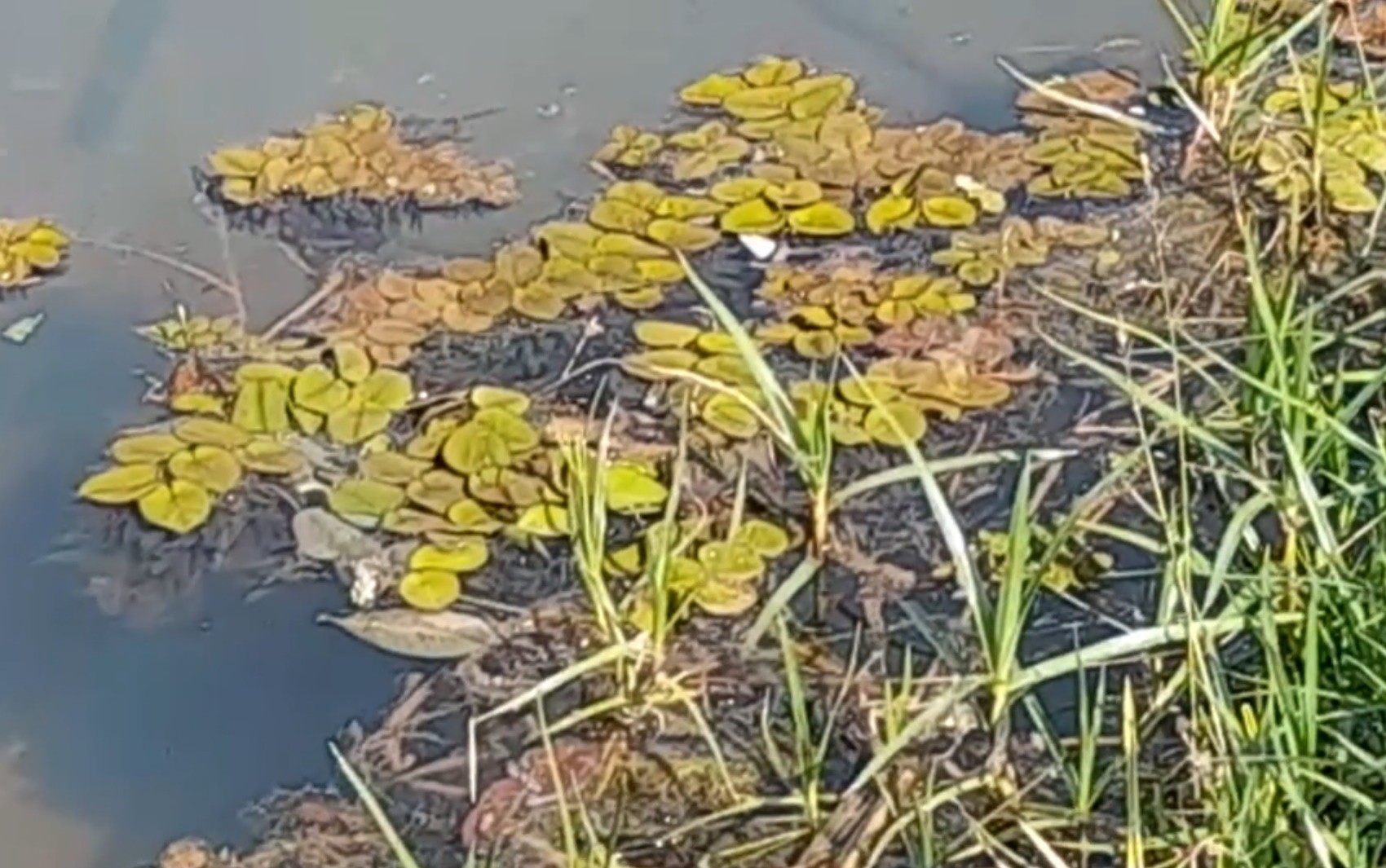 Excesso de plantas flutuantes em lago do Jardim Botânico pode indicar presença de esgoto clandestino, diz biólogo