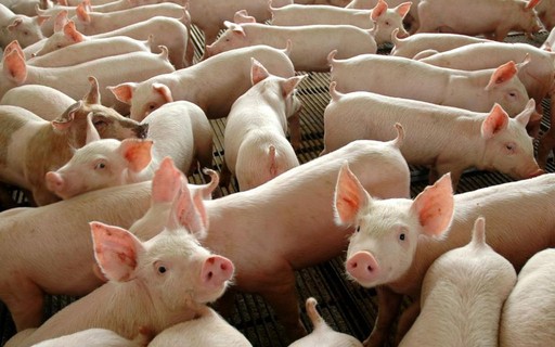 Schweinegrippe: Bundesregierung bestätigt 3. Ausbruch bei Haustieren im Jahr 2022
