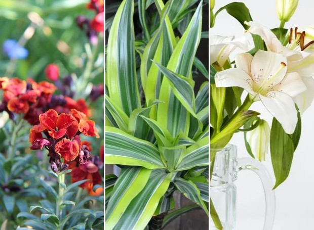5 plantas e flores com boa oferta no mês de junho (Foto: Creative Commons | Montagem: Casa e Jardim)