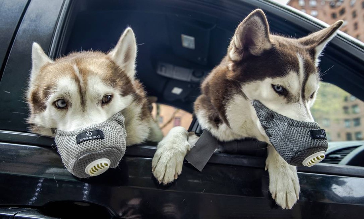 Cães usam máscaras faciais no Lower East Side de Nova York, em abril de 2020, em meio à pandemia de coronavírus — Foto: BRITTAINY NEWMAN / The New York Times
