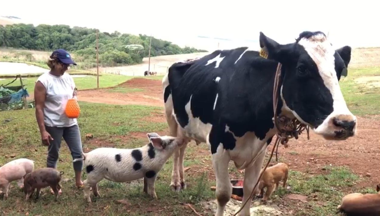 Leitão adota vaca como mãe no RS: 'a gente largava a vaca no pasto, ele acompanhava junto', diz agricultora
