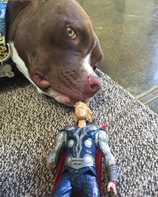 Liam Hemsworth publicou uma foto de sua cachorra com um boneco mastigado do Thor (Foto: Instagram)