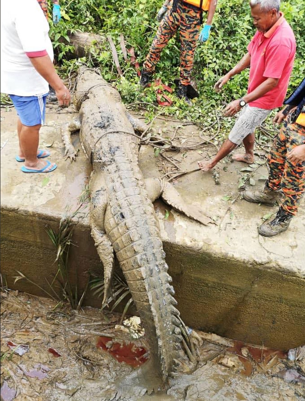 Agentes encontraram na barriga de crocodilo partes de jovem desaparecido na Malásia — Foto: Sarawak Forestry