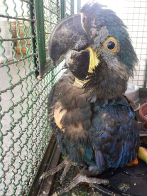 Filhote de arara-azul-de-lear estava entre os animais resgatados (Foto: Divulgação / PRF)