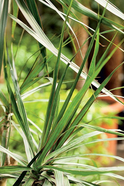 A dracena-de-madagascar aceita baixos níveis de luz e, mesmo gostando de calor, vai bem em temperaturas mais baixas. É ótima para áreas internas, como corredores e vãos de escada. Pede rega abundante, mas nada de manter a terra ensopada. Deixe-a secar ent (Foto: Edu Castello)