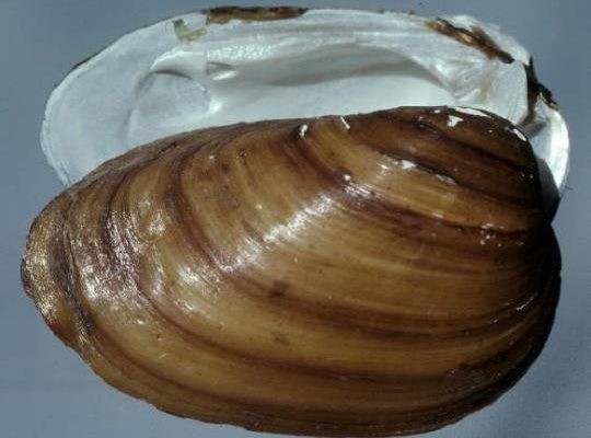 Epioblasma othcaloogensis, uma das espécies de mexilhões de água doce que deverão entrar para a lista de naimais extintos (Foto: Earth)