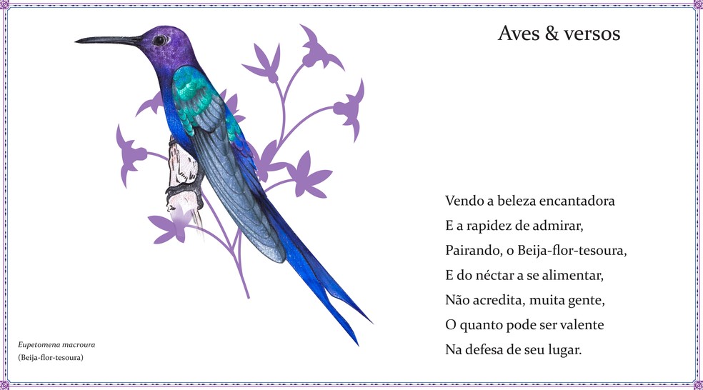 Beija-flor-tesoura, um dos mais conhecidos beija-flores do Brasil, recebeu ilustrações de Cristiano Nascimento e o poema de Alípio Leão — Foto: Aves e Versos/Divulgação