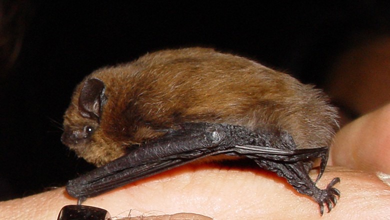 morcego-anao (Foto: Wikimedia Commons)