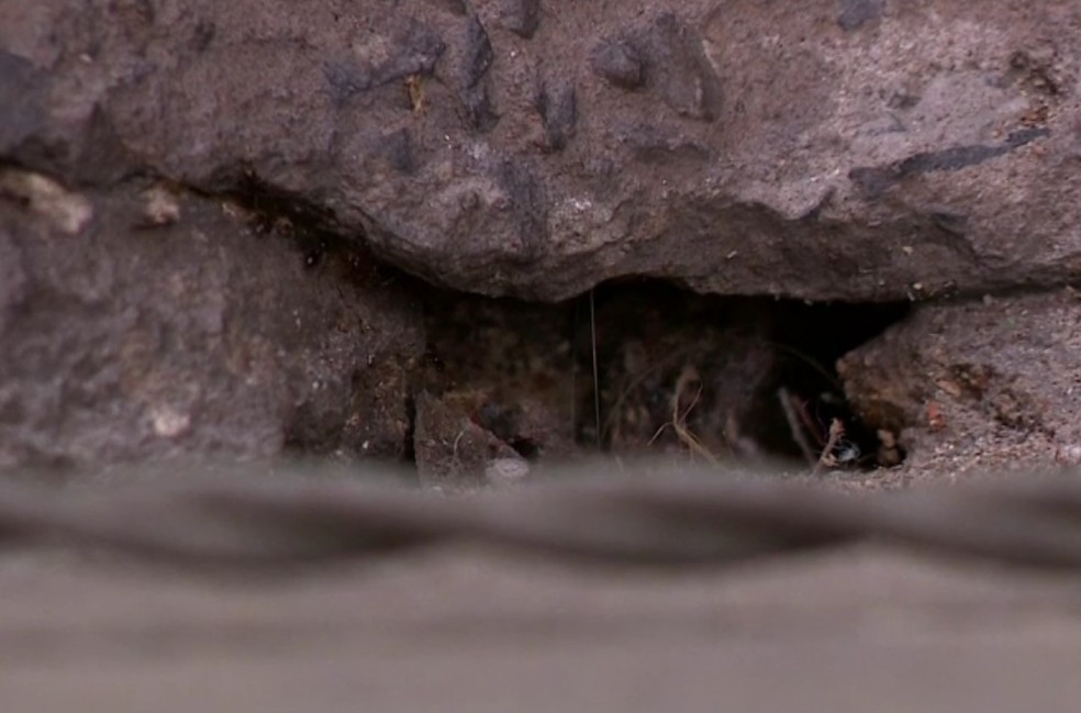 Escorpião amarelo tentou se esconder em fenda de concreto do prédio (Foto: Reprodução/RBS TV)