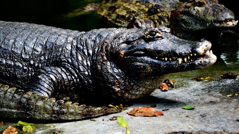 Conhecido também como jacaré negro, ele é considerado o maior da espécie caimão (Foto: Rodrigo Soldon Souza)
