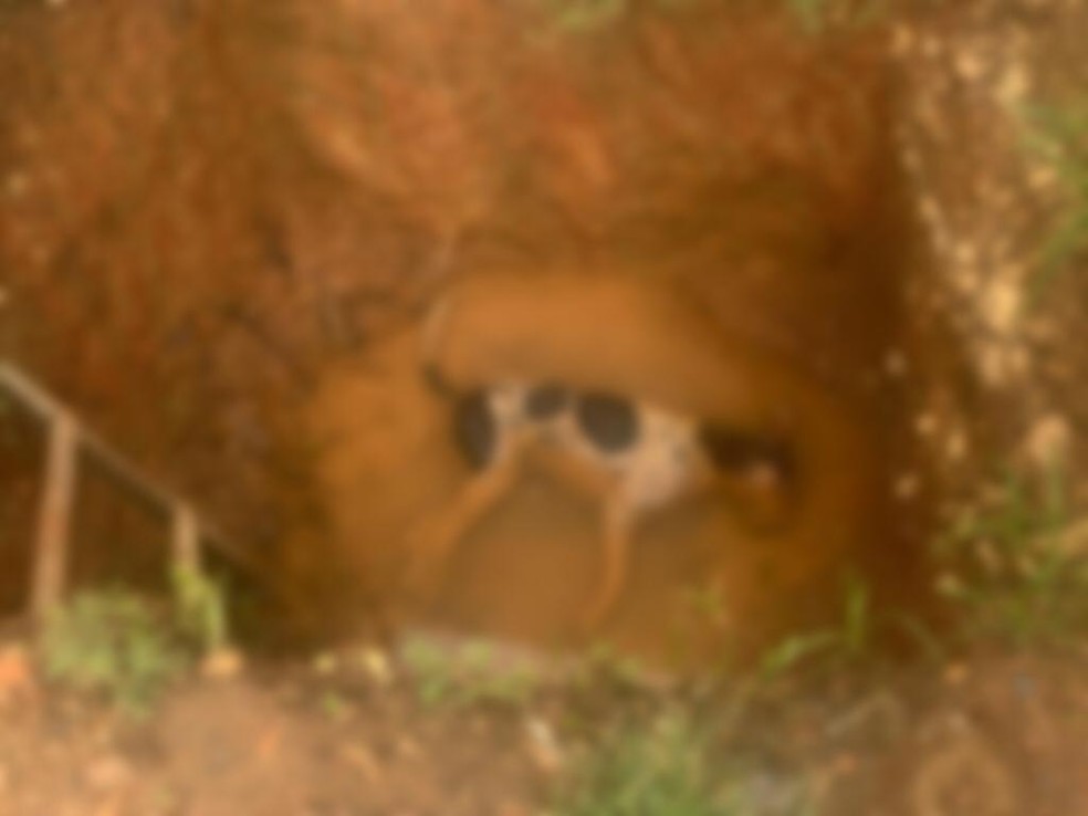 Cachorro encontrado é encontrado morto em Simão Dias (SE). — Foto: Polícia Civil