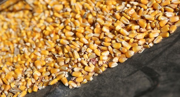 EUA elevam plantio de milho e cortam área de soja, diz USDA