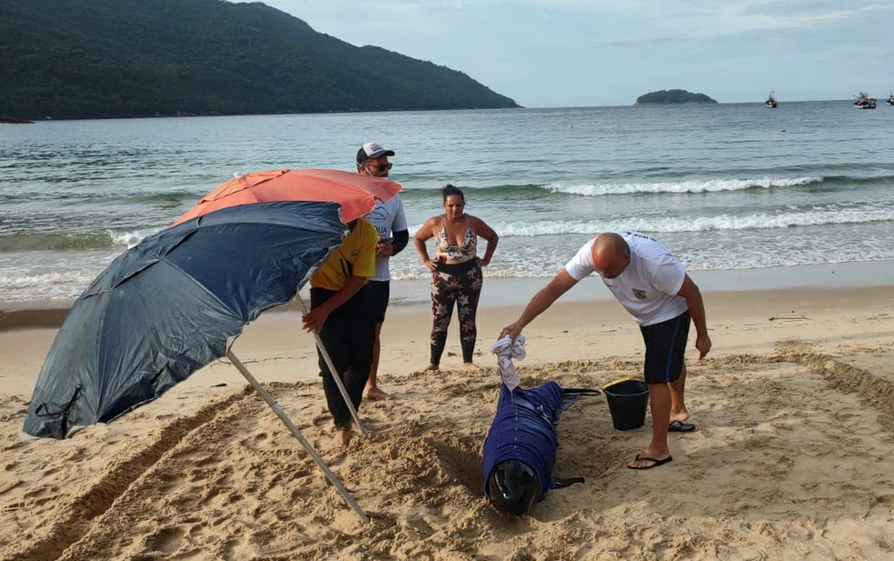 Golfinho enrolado em uma manta úmida e sendo molhado na Ilha Grande — Foto: Divulgação/Jorge Rafael Matos Baptista