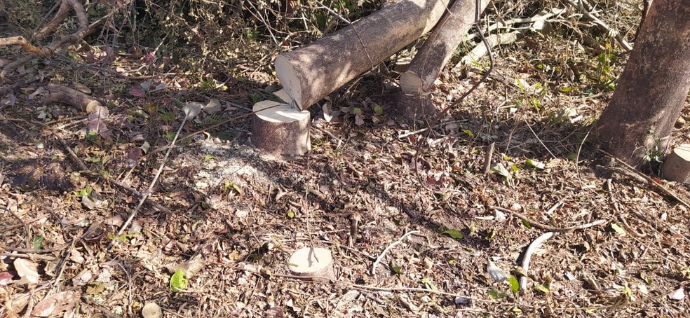 Sitiante fez o corte de 109 árvores nativas sem autorização — Foto: Polícia Ambiental