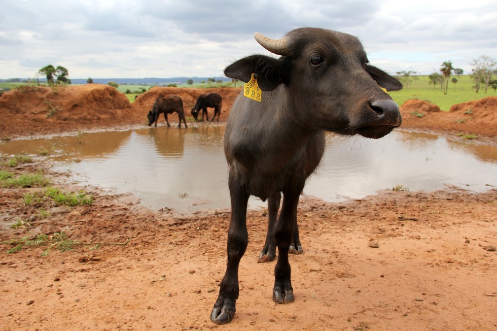 Caso das búfalas de Brotas (SP) completa um ano e animais seguem em recuperação na Fazenda Água Sumida — Foto: Fabio Rodrigues/g1