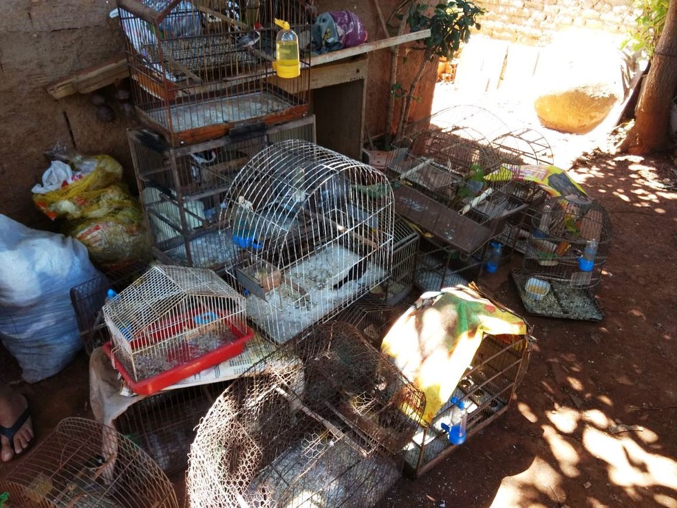Pássaros silvestres foram encontrados em Uberlândia dentro de gaiolas em péssimas condições de higiene e sobreviência (Foto: Polícia Militar do Meio Ambiente/Divulgação)