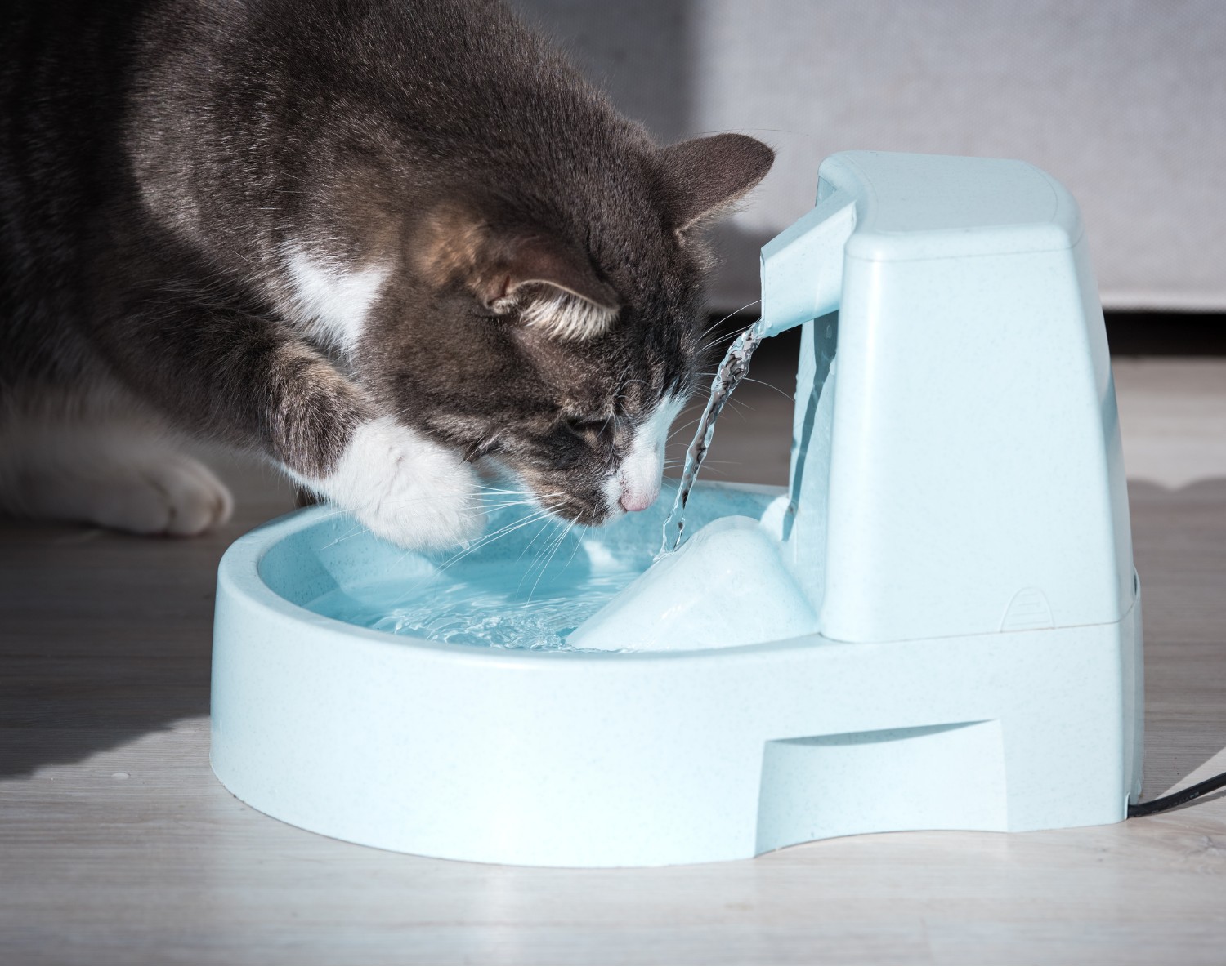 Os gatos costumam adorar água fresca (Foto: Canva/Creative Commons)
