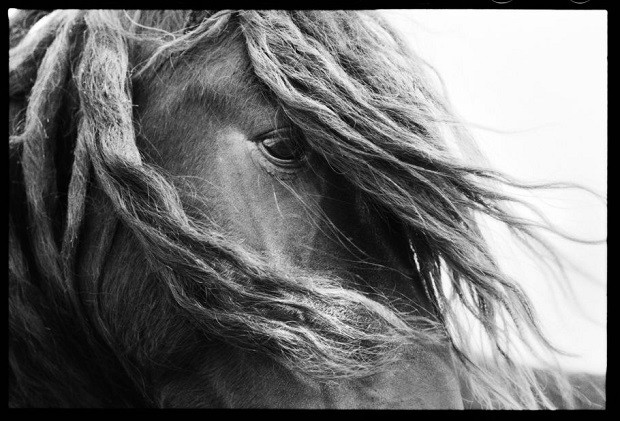 Cavalos selvagens da ilha Sable, no Canadá (Foto: Divulgação)