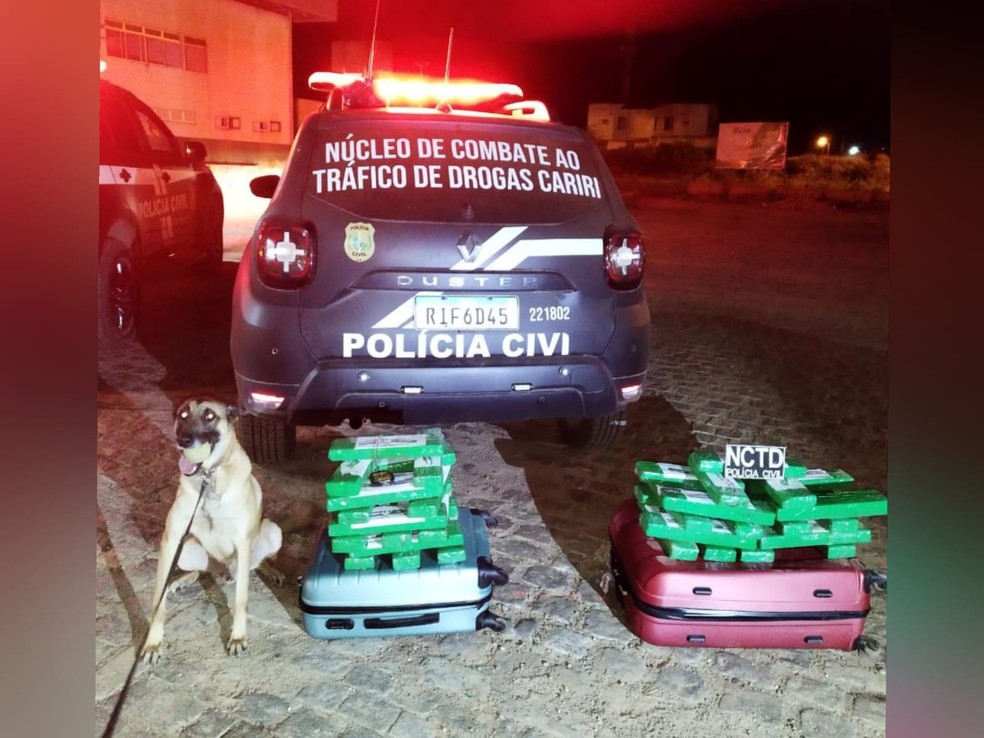 Cão farejador localizou malas com 26 tabletes de maconha, resultando em 41,2 quilos da droga, em um ônibus na cidade de Penaforte, no interior do Ceará. — Foto: Polícia Civil/ Divulgação
