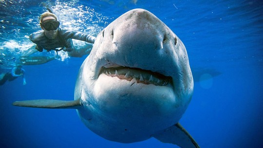 Foto: (@JuanSharks/@OceanRamsey/Juan Oliphant/oneoceandiving.com via Reuters)