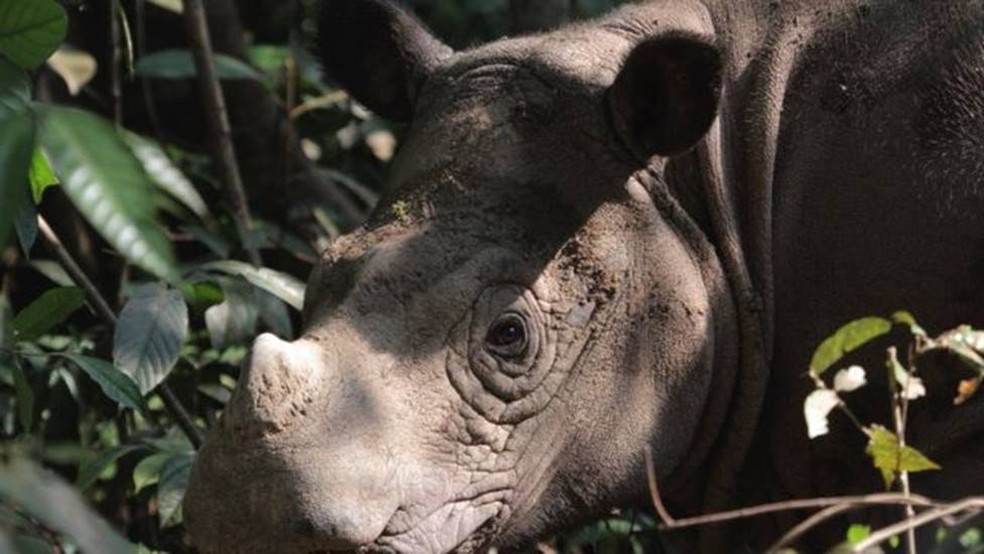 O rinoceronte-de-sumatra enfrenta uma batalha árdua para evitar a extinção — Foto: BBC