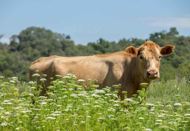 vaca agropecuária boi (Foto: Gonzalo Martinez/Thinkstock by Getty Images)