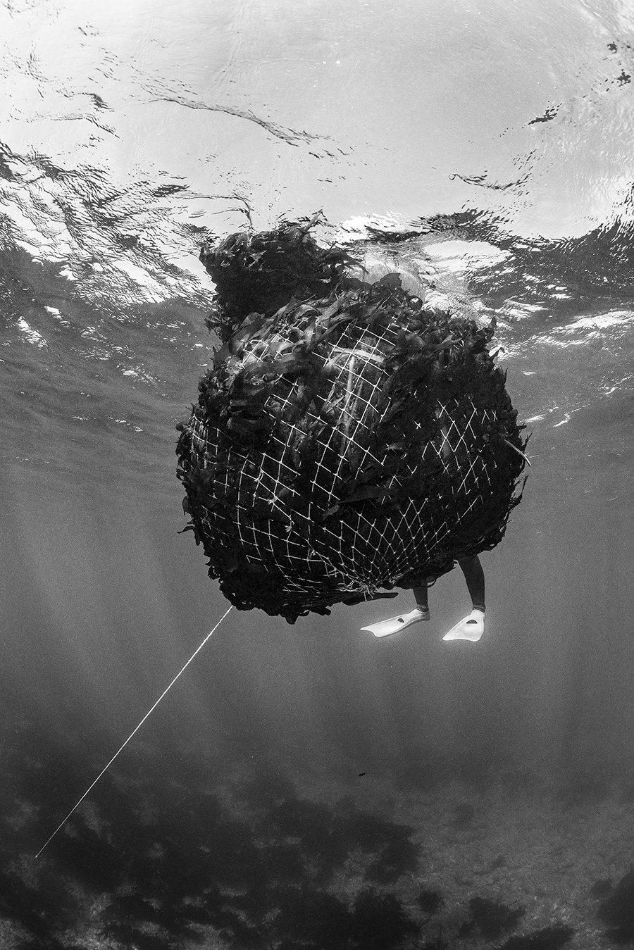 A água estava a 15°C, conta o fotográfo, e esta haenyeo de 75 anos carregava um cesto de 120 kg de algas miyeok, consideradas um superalimento por suas propriedades nutricionais (Foto: Luciano Candisani)
