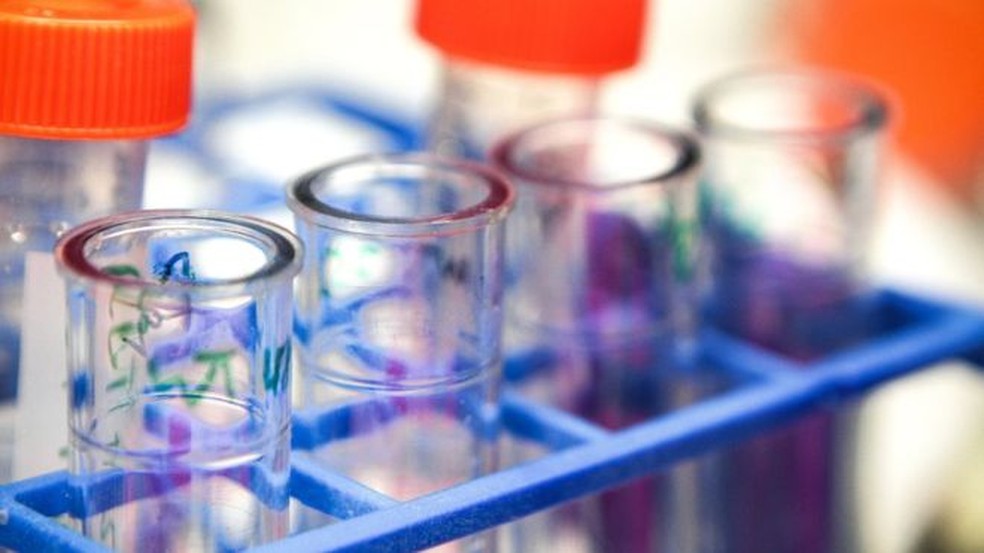 organismos geneticamente modificados