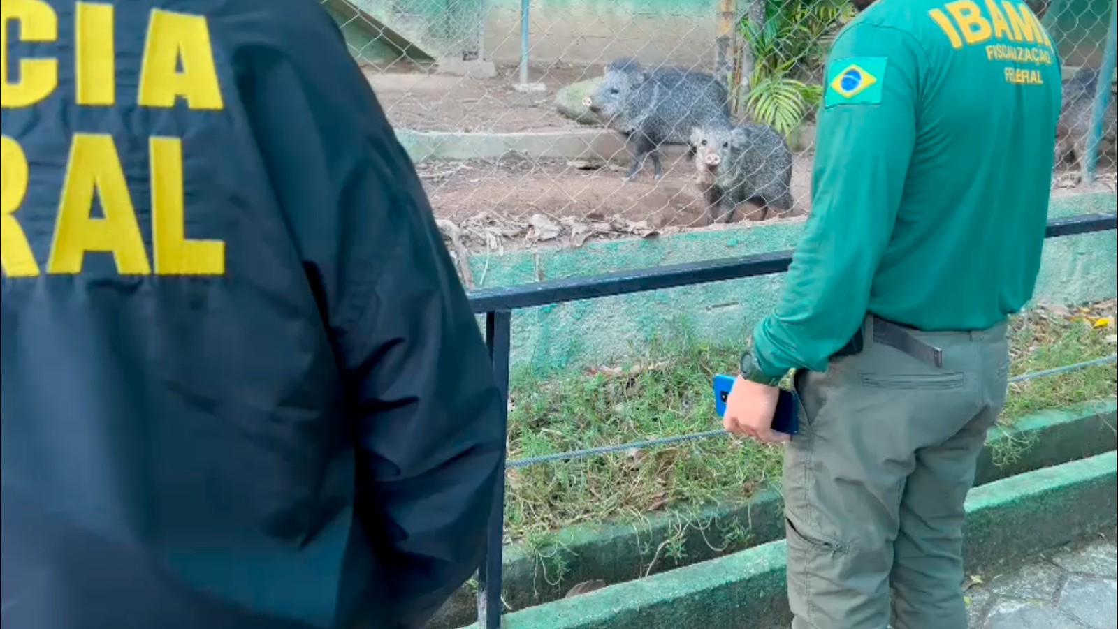 Criadouro de porco-do-mato encontrado em Itaboraí — Foto: Divulgação / Polícia Federal