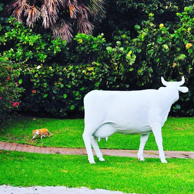 Hotel pet friendly em Miami alia design e sustentabilidade  (Foto: Divulgação)