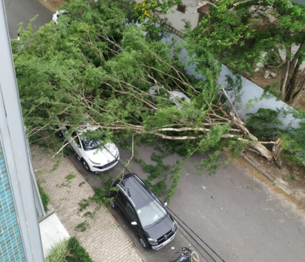 Árvore cai em cima de dois carros em Teixeira de Freitas — Foto: Arquivo Pessoal