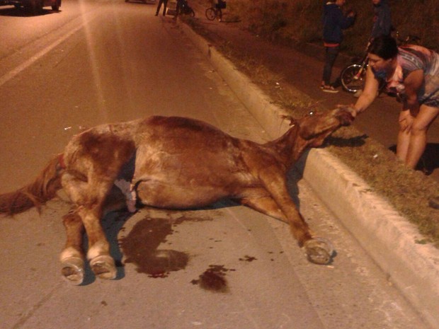 Cavalo abandonado em mata do Poço Fundo morre degolado em acidente
