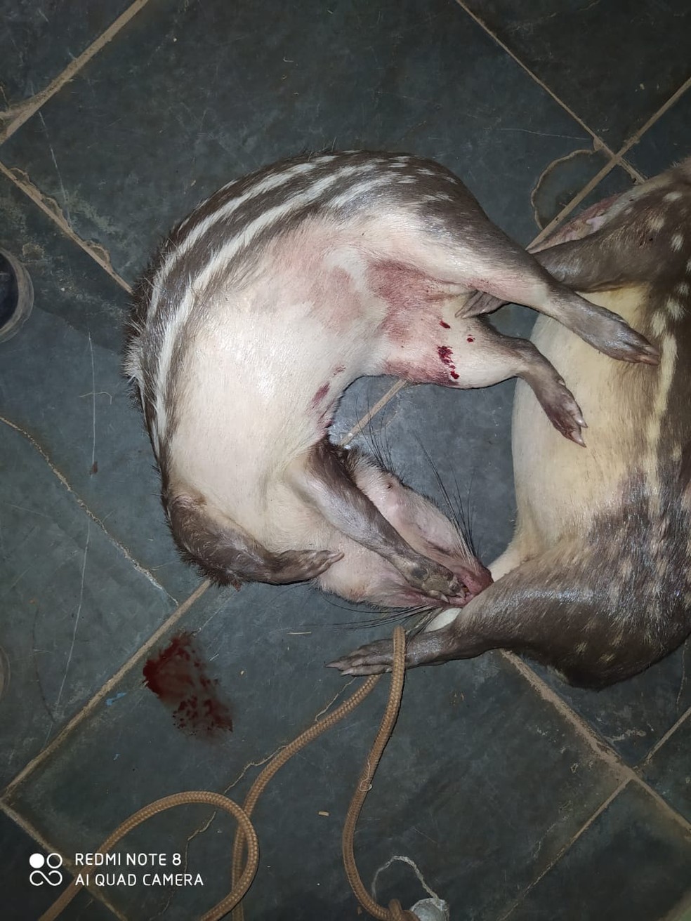 Na inspeção na carroceria estavam duas pacas abatidas a tiros dentro de um saco plástico — Foto: Batalhão Ambiental da Polícia Militar de Mato Grosso