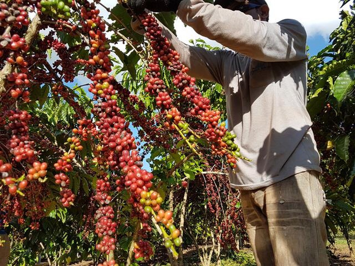9 cafeicultores de RO são finalistas de concurso nacional em MG ...
