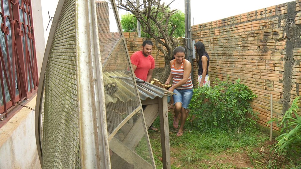 Coordenação de Endemias alerta população sobre possíveis criadouros do mosquito dentro dos quintais — Foto: Rede Amazônica/Reprodução